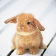 Kiwi's - Steam avatar