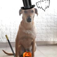 Sanchoide's Stream profile image