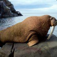 Feasting Walrus's - Steam avatar