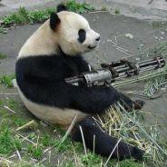 Panda's Stream profile image