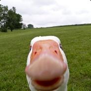 Halppo's Stream profile image