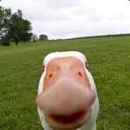 Goose Hogan's Stream profile image