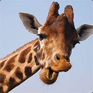 Koralle's Stream profile image