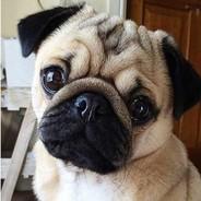 PuG's Stream profile image