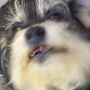 Titoman's Stream profile image