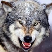 TARIKAMA186's Stream profile image
