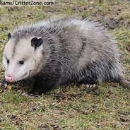 I'm a Possum's Stream profile image