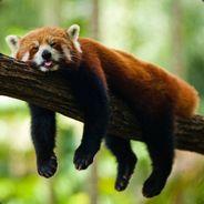 Whatsername's - Steam avatar