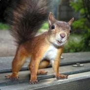 Squirrel's Stream profile image