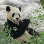 PandasAreMean's Stream profile image