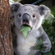 KindKoala's - Steam avatar