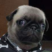 oTALdoMula022's Stream profile image