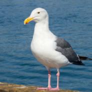 Front post seagull's - Steam avatar