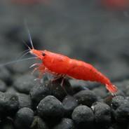 ASAP| Shrimp Major's - Steam avatar