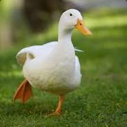 Zoffozauruz's Stream profile image