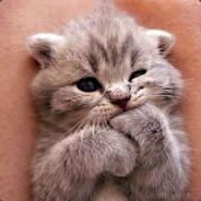 ❤️Buddy's Stream profile image