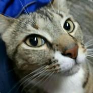 UnSureñoAutista's Stream profile image