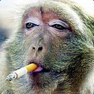 TOKMAKÇI's - Steam avatar