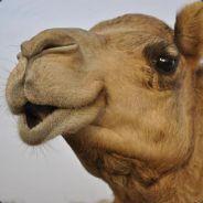 Camel Man's Stream profile image