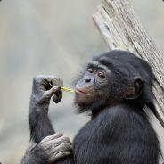 Gorillameister's Stream profile image