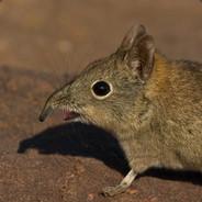 Snabel's Stream profile image