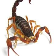 [KMNB] Scorpion's - Steam avatar