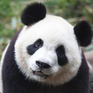 BlackPanda's Stream profile image