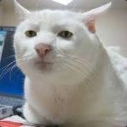 matt_cat2's Stream profile image