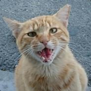 toracat's Stream profile image