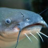 Catfish's Stream profile image