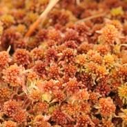 Sphagnum Rubellum's - Steam avatar