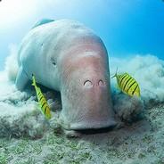 Dugong's - Steam avatar