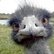 FruMu's - Steam avatar