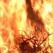 LostSpine's Stream profile image