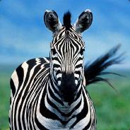 Zealous Zebra's Stream profile image