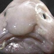 Patrick the Peon's Stream profile image