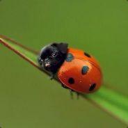 Pereds's - Steam avatar