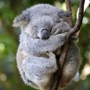 koala's Stream profile image