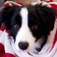 BarkingTui's Stream profile image