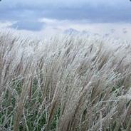 -NeXuS-'s Stream profile image