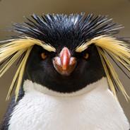 BigPinguin's Stream profile image