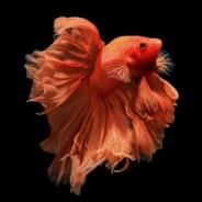 Gustav's Stream profile image