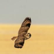 short eared owl's Stream profile image