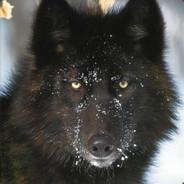 Oldwolf's Stream profile image