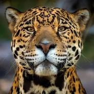 Rey Jaguar's Stream profile image