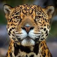 Rey Jaguar's Stream profile image
