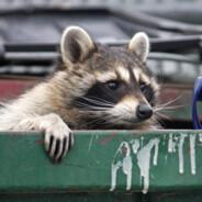 Trash Panda's - Steam avatar