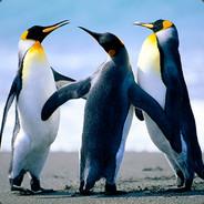 Penguin's Stream profile image