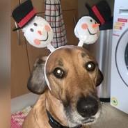 Cowdoy's Stream profile image