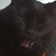 RockerCat's Stream profile image